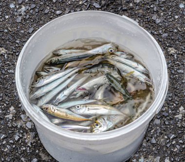 Bir kova suda taze yakalanmış balık yakalamak.