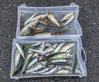 Bir kova suda taze yakalanmış balık yakalamak.