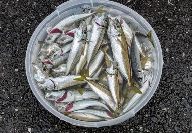 Bir kova suda taze yakalanmış balık yakalamak.