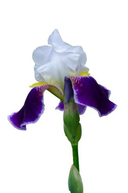 yaz çiçekleri çok renkli iris çiçekleri beyaz arka planda izole edilmiş