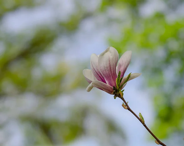 Magnolia kwiaty na gałęzi w ogrodzie wiosna niesamowicie romantyczne — Zdjęcie stockowe