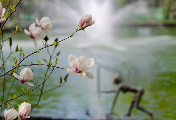 Flores de magnólia em um ramo na primavera jardim incrivelmente romântico — Fotografia de Stock