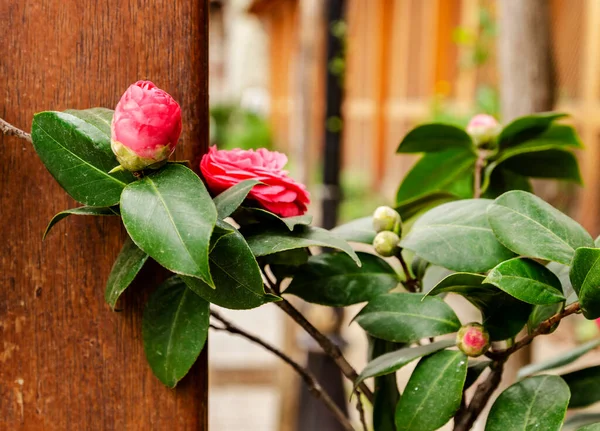 Arbusto flores de primavera vermelhas semelhantes a uma rosa — Fotografia de Stock