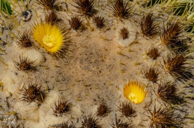 Altın fıçı kaktüs, keskin dikenleri ve kurutulmuş çiçekli taç, makro şat çöl bitkisi Kaliforniya Playa Vista Central Park.