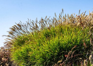 Güneş ışığında berrak mavi yaz gökyüzüne doğru hareket eden altın renkli çimenlerin yakın çekimi