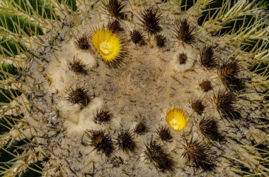 Altın fıçı kaktüs, keskin dikenleri ve kurutulmuş çiçekli taç, makro şat çöl bitkisi Kaliforniya Playa Vista Central Park.