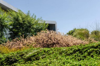 Çağdaş mimari binası, berrak mavi gökyüzü altında süslü otlar ve yemyeşil çimlerle çevrili..