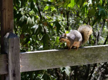Yaban sincabı yeşil yapraklı ve güneş ışığıyla ormandaki ahşap çitte fındık yiyor..