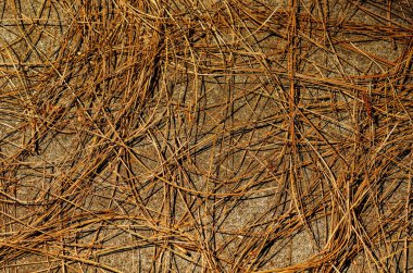 Beton zemine saçılmış kuru çam iğneleri doğal sonbahar dokusu deseni oluşturur..