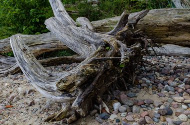 Çakıl taşları ve kumların üzerinde uzanan eski ağaç kökleri, doğal kıyı dokusu, organik arka plan, sakin doğa manzarası.