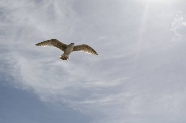 Kanatları açık uçmakta olan martılar güneşli yaz gününde mavi gökyüzüne ve bulutlara karşı..