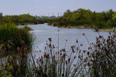 Ballona Bataklıkları Ekolojik Rezervi, küçük bir nehir, bataklıklar, tepecikler ve tuz bataklığı içerir.