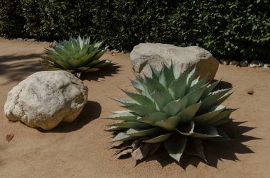 Agave bitkileri ve kayalar kumlu zeminde peyzaj çöl bahçesinde güneş ışığı ve yumuşak gölgelerle.