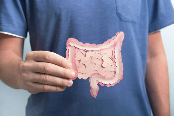 Homem Segurando Intestino Modelo Decorativo Conceito Digestão Saudável Probióticos Prebióticos — Fotografia de Stock