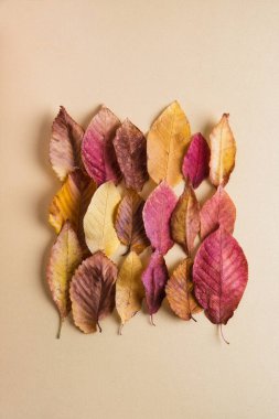 Sonbahar kompozisyonu. Altın pastel arka planda renkli kuru yapraklar. Üst görünüm, düz görünüm, dikey
