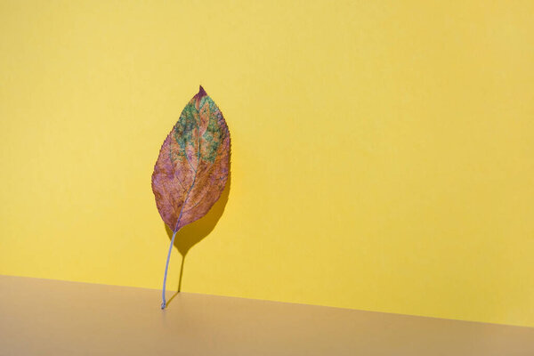 Autumn leaf with sunlight shadows on bright yellow background. Contemporary minimal fall composition. Copy space