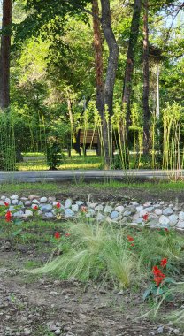 Yeşil çayırlarda yaz günbatımı ve akşamları çimenlerin arasında güneş ışığı. Yeşil tarlanın üzerindeki parlak güneş ışınlarının manzarası. Yaz doğası. Doğal güneş ışığı.