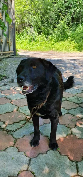 Czarny Dorosły Labrador Pilnuje Domu Podwórka Wściekły Pies Ochroniarz — Zdjęcie stockowe