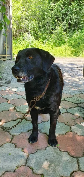 Labrador Adulto Preto Está Guardando Casa Quintal Cão Irritado Segurança — Fotografia de Stock