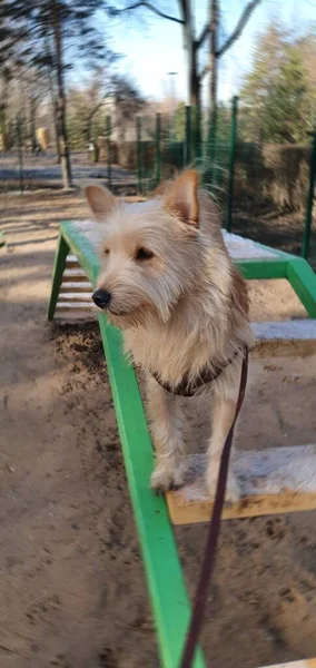 Simpatico Cucciolo Terrier Dai Capelli Rossi Trova Una Panchina Allenamento — Foto Stock