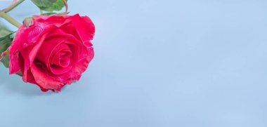 Sevgililer Günü afişi. Pastel mavi arkaplanda kırmızı gül. Kopya alanı ile yakın plan..