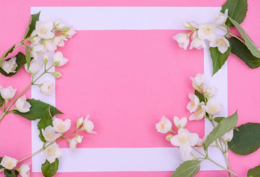Tebrik kartı arkaplanı, pembe arka planda narin yasemin çiçekleri, seçici odaklı kopyalama alanı