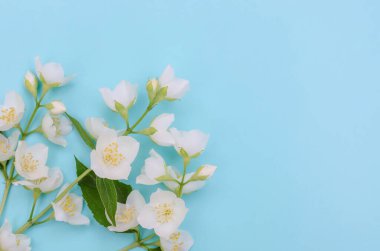 Tebrik kartı arkaplanı, mavi zemin üzerinde narin yasemin çiçekleri ve seçici odaklı kopya alanı