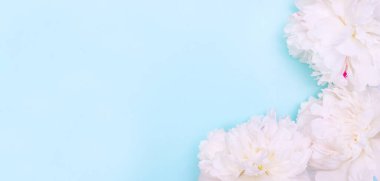 Tebrik kartı pankartı arkaplanı, mavi arkaplanda zarif beyaz şakayıklar ve seçici odaklı kopya alanı