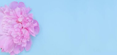 Tebrik kartı afişi, mavi arka planda pembe şakayıkların narin çiçekleri seçici odaklı fotokopi alanı