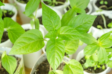 Pencere kenarında büyüyen çan biberi fideleri, bir bahçe için