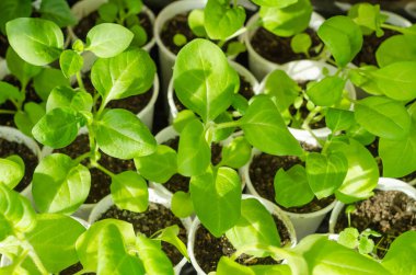 Evde, bir bahçenin pencere eşiğinde yetişen petunya çiçekleri.