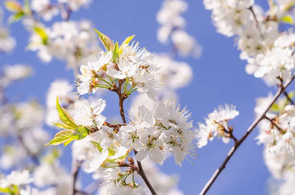 春に青空を背景に桜の枝を咲かせます — ストック写真