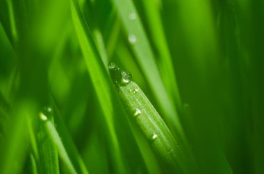 Yağmurdan sonra yağmur damlaları ile yeşil çimen dokusu