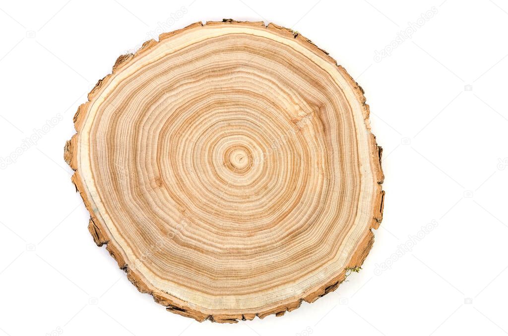 Cross section of a cut wood tree trunk slice with wavy pattern cracks and rings sawed down from the woods