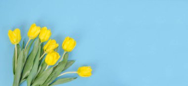 Bahar tatilleri için tebrik kartı afişi, mavi arka planda kopya alanı olan sarı laleler.