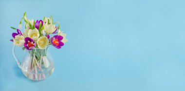 Bahar tatilleri için tebrik kartı afişi, mavi arkaplanlı ve fotokopi alanı olan güzel çuha çiçekleri.