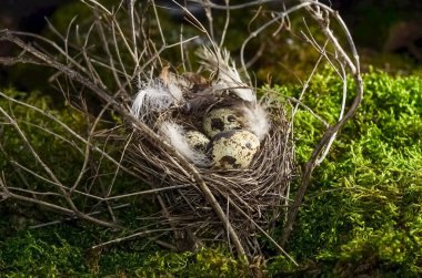 Ormandaki dallarda benekli kuş yumurtaları ve seçici bir odak noktası olan yuva.