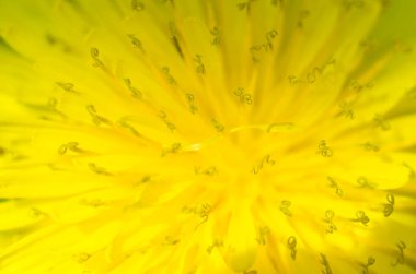 Bulanık arkaplan - Güneşli bir bahar gününde yakın plan sarı karahindiba.