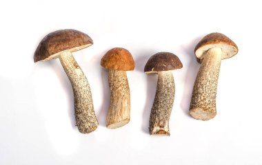 Beyaz arka planda izole edilmiş yenilebilir yabani mantarlar.