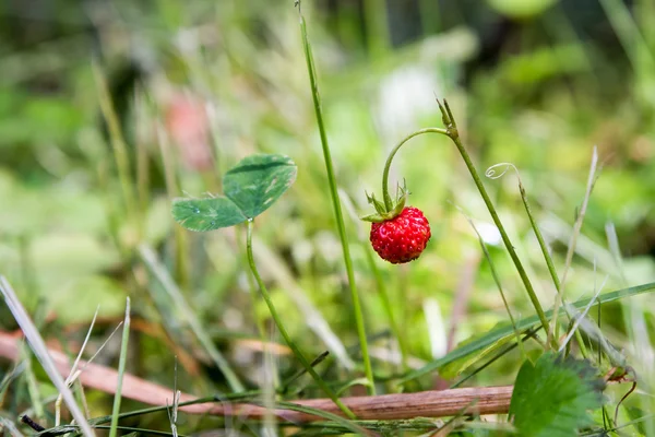 Reife Früchte der Walderdbeere — Stockfoto