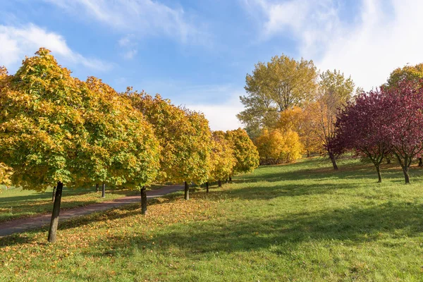 Mooie Herfstkleuren Het Park Bij Zonsondergang — Stockfoto