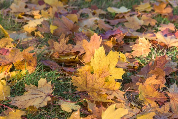 Colorful Maple Leaves Grass Natural Background — Stock Photo, Image