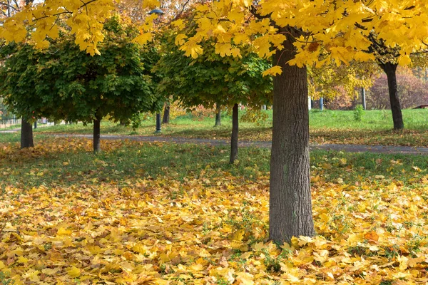 Parktaki Sarı Akçaağaç Güneşli Bir Günde Sonbahar Manzarası — Stok fotoğraf