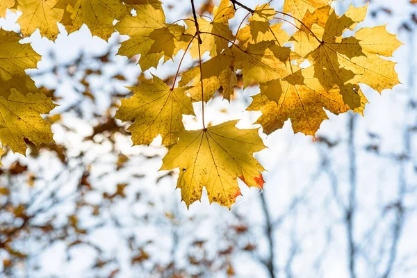 Yellow Maple Leaves Tree Autumn Sunny Day — Stock Photo, Image