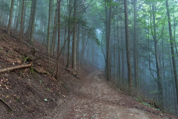 波兰皮纳尼山区森林小径上的晨雾 — 图库照片