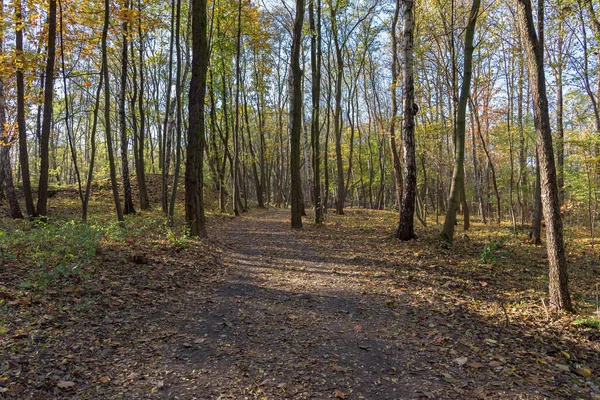 Vista Autunnale Del Sentiero Sterrato Nel Parco Millenium Sosnowiec Polonia Immagine Stock