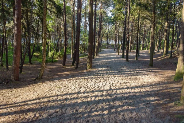 通过波兰波罗的海松树林到达海滩的沙地小路 — 图库照片