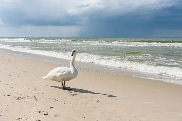 バルト海の砂浜で白鳥 — ストック写真