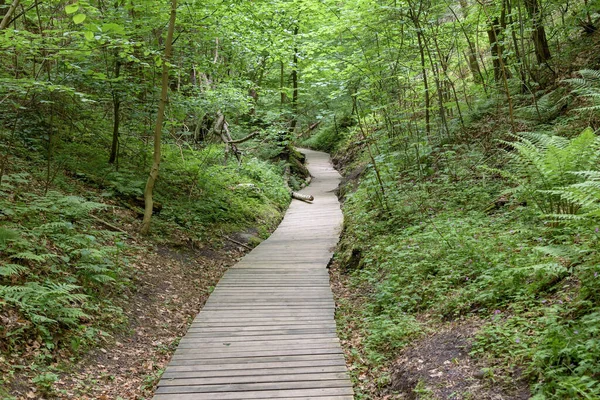 Sendero Madera Través Del Bosque Norte Polonia — Foto de Stock