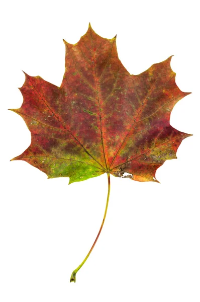 Hoja de arce de otoño colorido aislado sobre fondo blanco —  Fotos de Stock